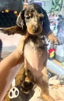 Nova, a female Miniature Dachshund for sale in Milwaukee, WI – 1 of 2