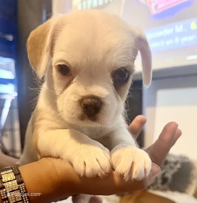 Pookie – French Bulldog, Pug puppy for sale in Milwaukee, WI