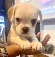 Pookie, a male French Bulldog and Pug for sale in Milwaukee, WI – 1 of 3