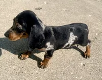 Lollie, a female Miniature Dachshund for sale in Milwaukee, WI – 3 of 10