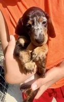 Lollie, a female Miniature Dachshund for sale in Milwaukee, WI – 9 of 10
