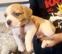 Patches , a male French Bulldog and Pug for sale in Milwaukee, WI – 2 of 3