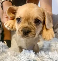 Dolly, a female French Bulldog and Pug for sale in Milwaukee, WI – 3 of 3