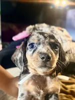 Oreos, a male Miniature Dachshund for sale in Milwaukee, WI – 2 of 5
