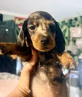 Nova, a female Miniature Dachshund for sale in Milwaukee, WI – 2 of 2