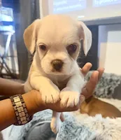 Pookie, a male French Bulldog and Pug for sale in Milwaukee, WI – 3 of 3