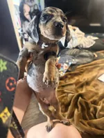 Oreos, a male Miniature Dachshund for sale in Milwaukee, WI – 5 of 5