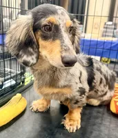 Chipper , a male Miniature Dachshund for sale in Milwaukee, WI – 4 of 7