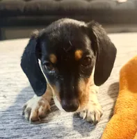 Panda, a female Miniature Dachshund for sale in Milwaukee, WI – Photo 3 of 7