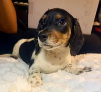Panda, a female Miniature Dachshund for sale in Milwaukee, WI – Photo 2 of 7