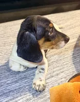 Panda, a female Miniature Dachshund for sale in Milwaukee, WI – Photo 4 of 7