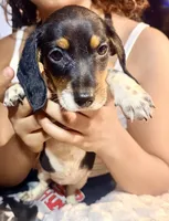 Panda, a female Miniature Dachshund for sale in Milwaukee, WI – Photo 5 of 7