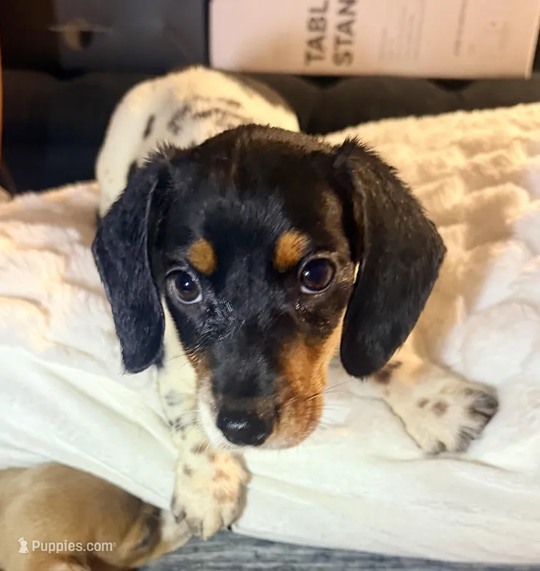 Panda, a female Miniature Dachshund for sale in Milwaukee, WI – Photo 1 of 7