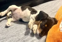 Panda, a female Miniature Dachshund for sale in Milwaukee, WI – Photo 6 of 7