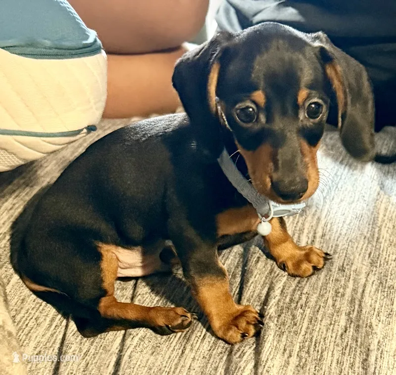 Meatball  – Miniature Dachshund puppy for sale in Milwaukee, WI