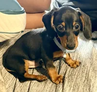 Meatball , a male Miniature Dachshund for sale in Milwaukee, WI – 1 of 1