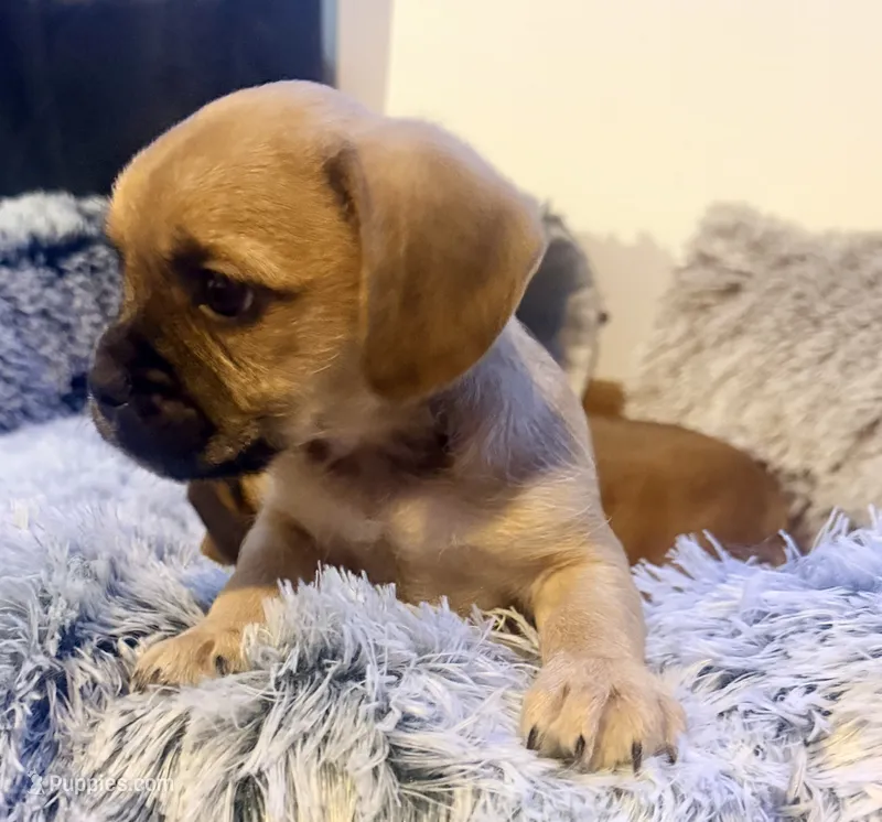 Boots – French Bulldog, Pug puppy for sale in Milwaukee, WI