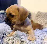 Boots, a male French Bulldog and Pug for sale in Milwaukee, WI – 1 of 3