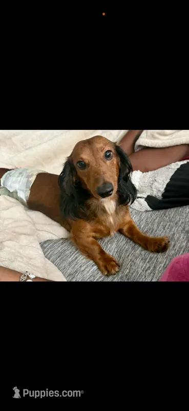 Bootzy, a male Miniature Dachshund for sale in Milwaukee, WI – Photo 1 of 4