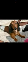 Bootzy, a male Miniature Dachshund for sale in Milwaukee, WI – Photo 1 of 4