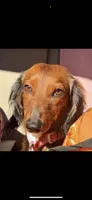 Bootzy, a male Miniature Dachshund for sale in Milwaukee, WI – Photo 2 of 4