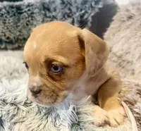 Daisy , a female French Bulldog and Pug for sale in Milwaukee, WI – 2 of 4