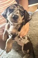 Oreos, a male Miniature Dachshund for sale in Milwaukee, WI – 4 of 5