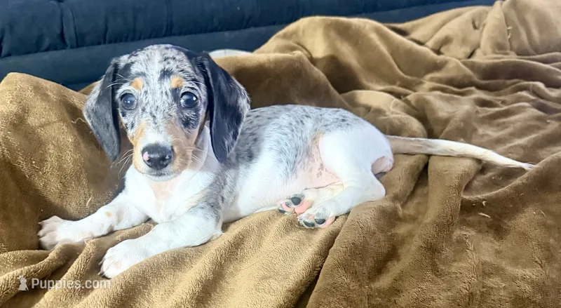 Cupcake  – Miniature Dachshund puppy for sale in Milwaukee, WI