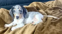 Cupcake , a female Miniature Dachshund for sale in Milwaukee, WI – 1 of 2