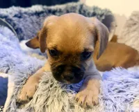 Boots, a male French Bulldog and Pug for sale in Milwaukee, WI – 3 of 3