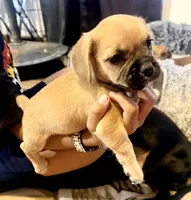 Boots, a male French Bulldog and Pug for sale in Milwaukee, WI – 2 of 3