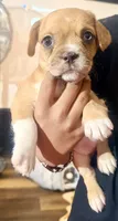 Daisy , a female French Bulldog and Pug for sale in Milwaukee, WI – 3 of 4