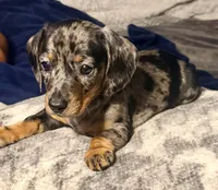 Snuggles, a female Dachshund for sale in Milwaukee, WI – Photo 6 of 9