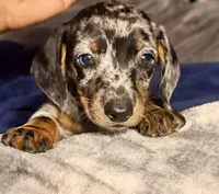 Snuggles, a female Dachshund for sale in Milwaukee, WI – Photo 2 of 9