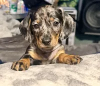 Snuggles, a female Dachshund for sale in Milwaukee, WI – Photo 1 of 9