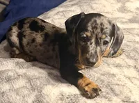 Snuggles, a female Dachshund for sale in Milwaukee, WI – Photo 7 of 9