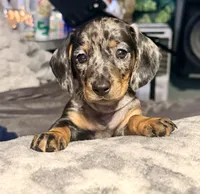 Snuggles, a female Dachshund for sale in Milwaukee, WI – Photo 5 of 9