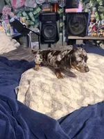 Snuggles, a female Dachshund for sale in Milwaukee, WI – Photo 9 of 9