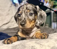 Snuggles, a female Dachshund for sale in Milwaukee, WI – Photo 8 of 9