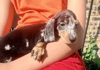 Lollie, a female Miniature Dachshund for sale in Milwaukee, WI – 7 of 10
