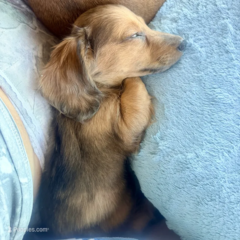 Teddy – Miniature Dachshund puppy for sale in Milwaukee, WI