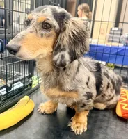 Chipper , a male Miniature Dachshund for sale in Milwaukee, WI – 2 of 7