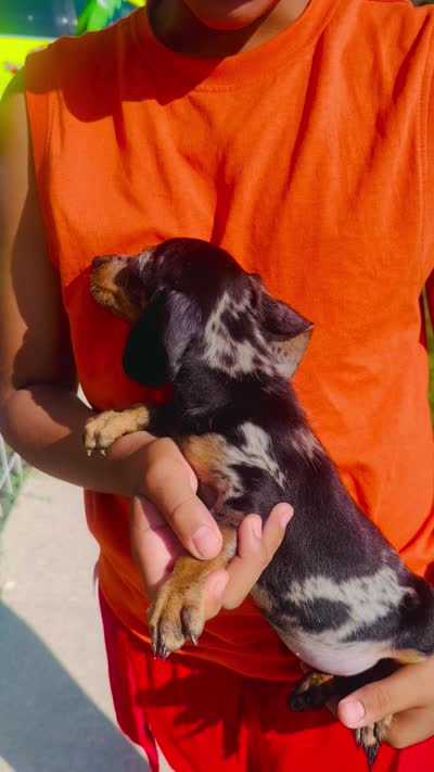 Lollie, a female Miniature Dachshund for sale in Milwaukee, WI – 10 of 10
