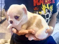 Pookie, a male French Bulldog and Pug for sale in Milwaukee, WI – 2 of 3