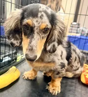 Chipper , a male Miniature Dachshund for sale in Milwaukee, WI – 3 of 7