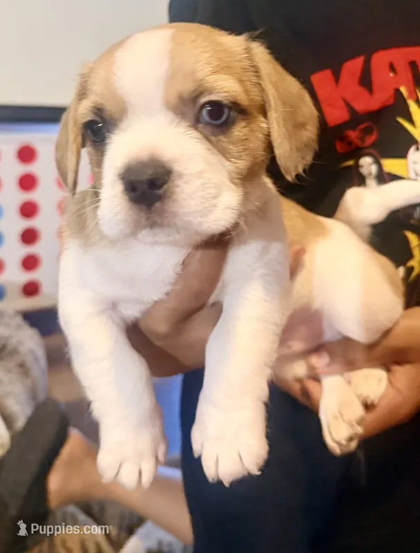 Patches  – French Bulldog, Pug puppy for sale in Milwaukee, WI