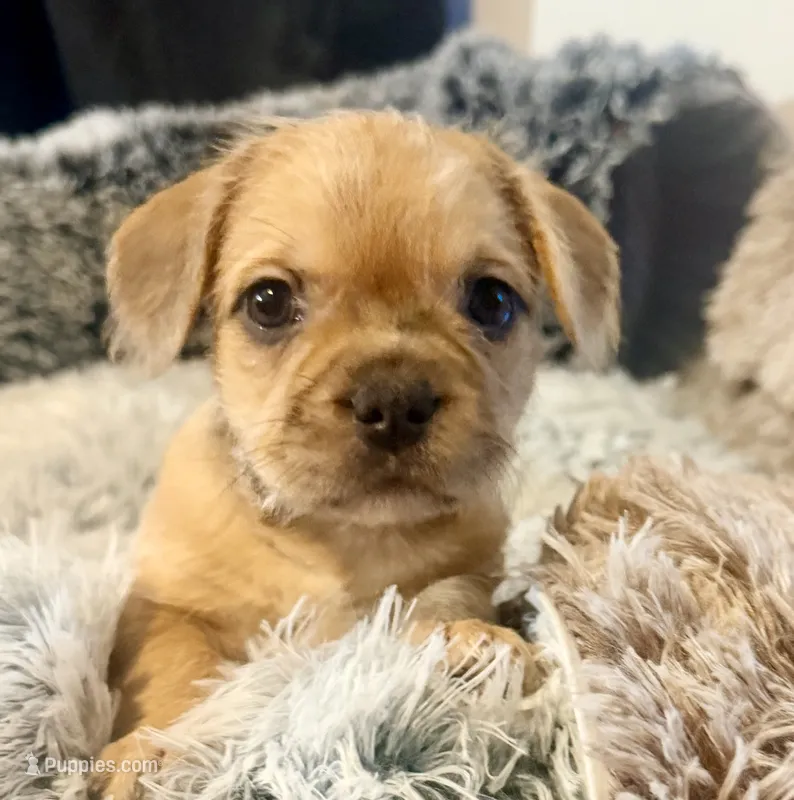 Dolly – French Bulldog, Pug puppy for sale in Milwaukee, WI