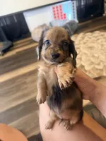 Teddy, a male Miniature Dachshund for sale in Milwaukee, WI – 1 of 2