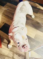 Cookie, a female American Bulldog for sale in Milwaukee, WI – Photo 2 of 2