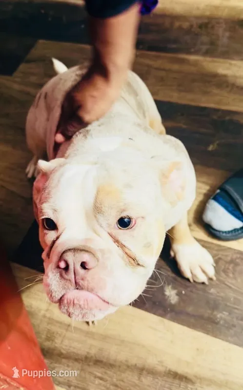 Cookie – American Bulldog puppy for sale in Milwaukee, WI